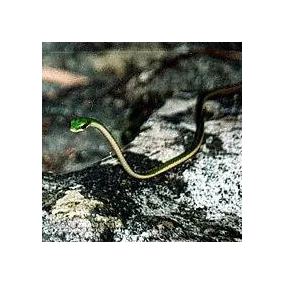 Korte Animal Essences -...