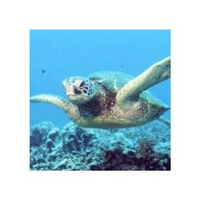 Korte Animal Essences - Schildkröte 15 ml