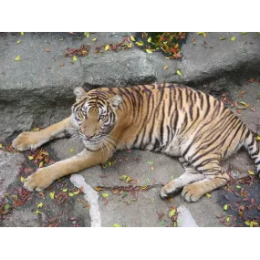 Kurze Tieressenzen - Tiger...