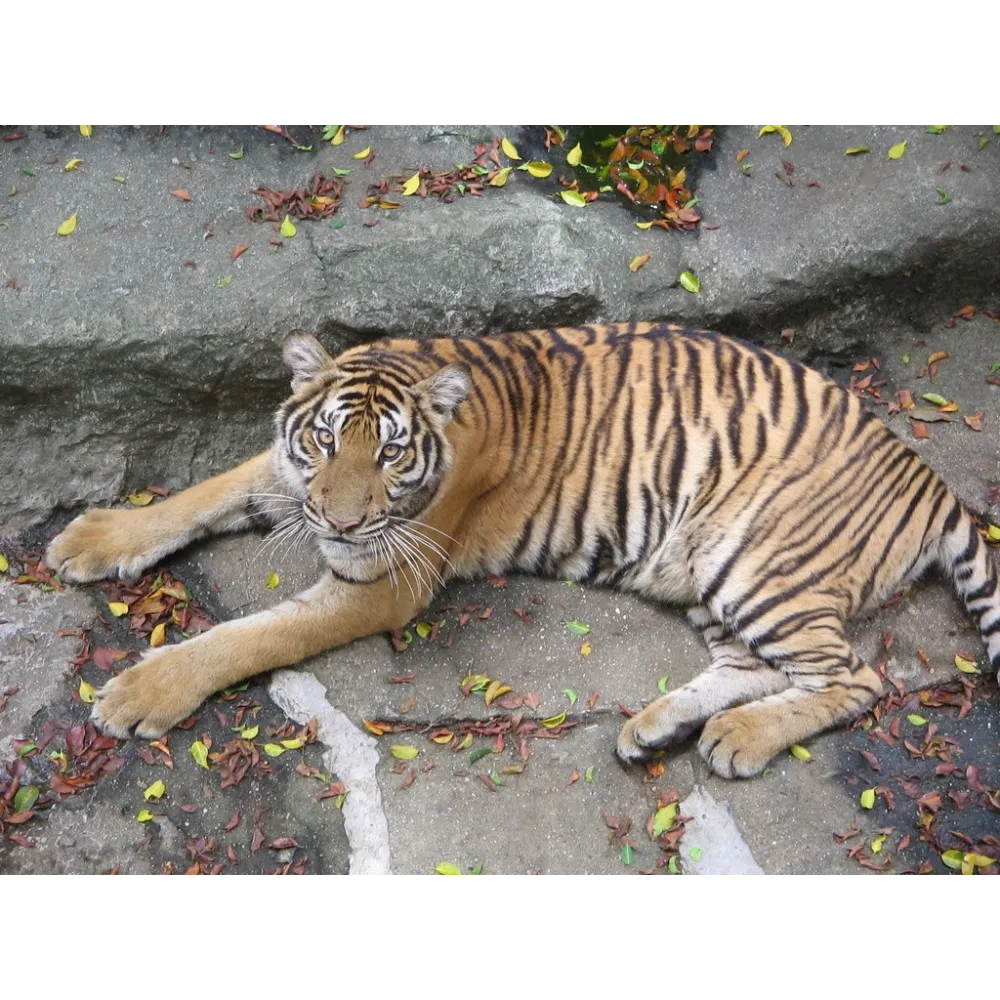 Essenze animali Korte - Tigre 15 ml