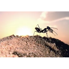 Korte Animal Essences - Ant...