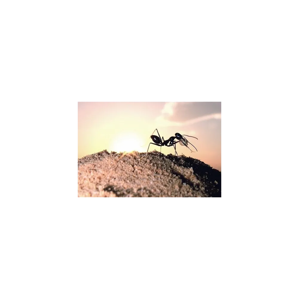 Korte Animal Essences - Ant 15 ml