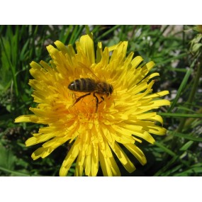 Korte animal essences - Bee...