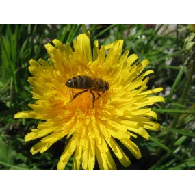 Korte animal essences - Bee...