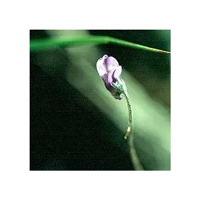Korte Essence de Plante...
