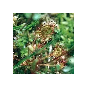 Carnivorous Plant Essence...