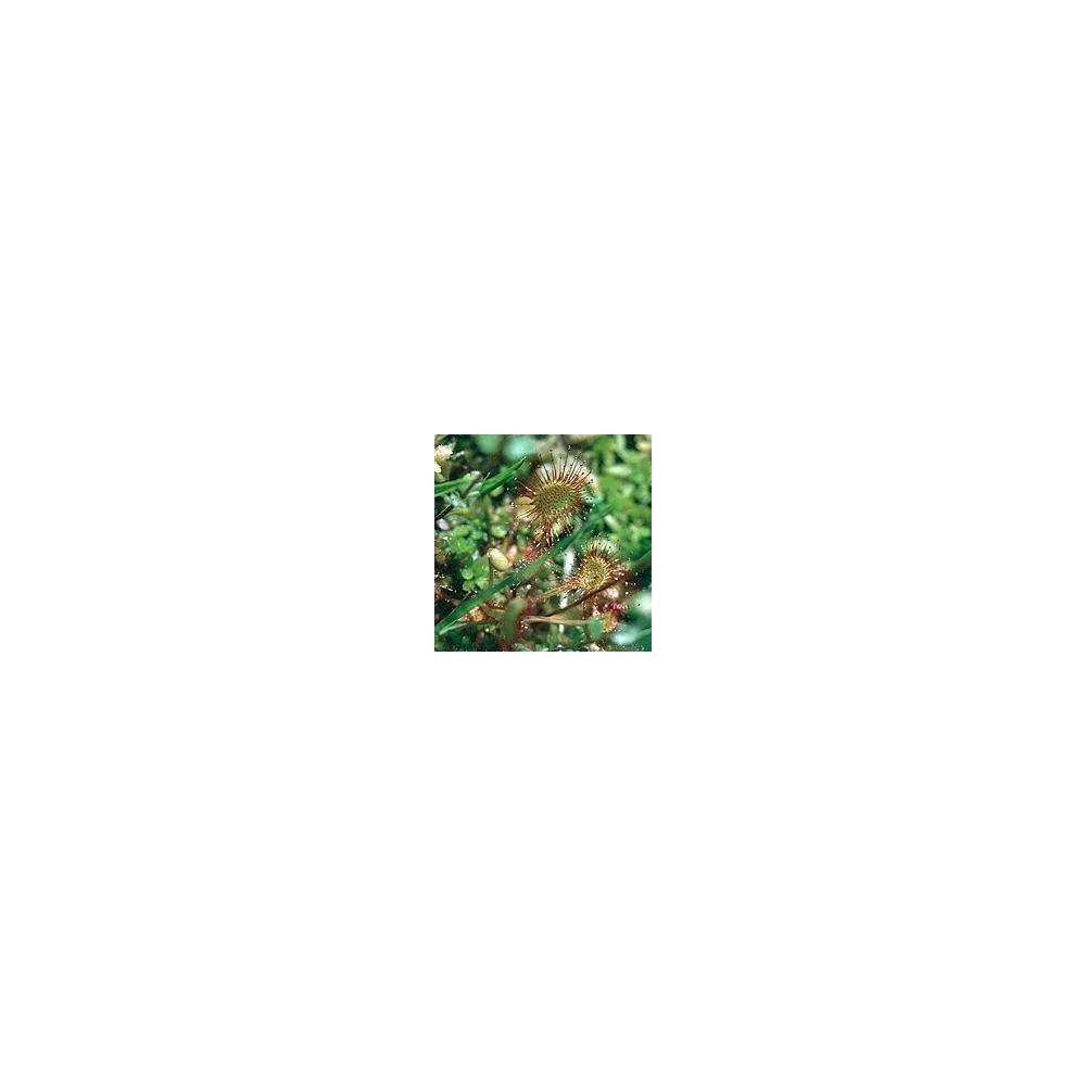 Carnivorous Plant Essence Korte - Sundew (Drosera filiformis) 15 ml