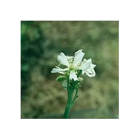 Esencia de planta carnívora...