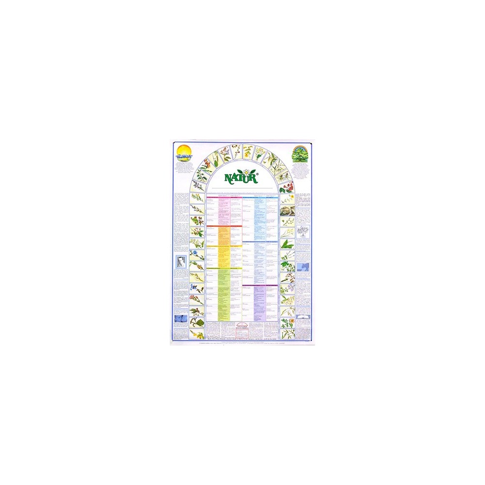 Flower Therapy Poster - Bach Flowers