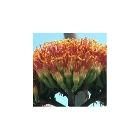 Essence simple du désert...