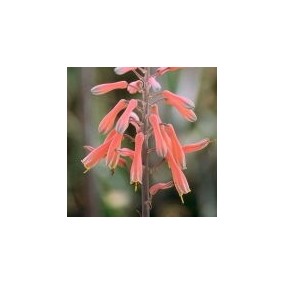 Esencia única del Desierto de Arizona - Aloe (Aloe saponaria) 10 ml