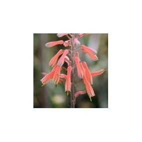 Essenza Singola del Deserto dell'Arizona - Aloe (Aloe saponaria) 10 ml