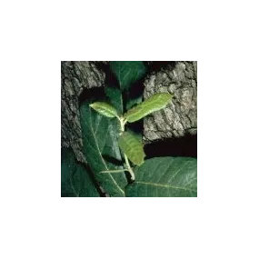 Essence simple du désert...