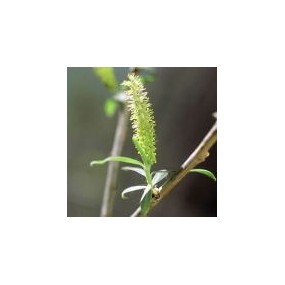 Arizona Desert Single Essence - Arroyo Willow (Salix lasiolepsis) 10 ml
