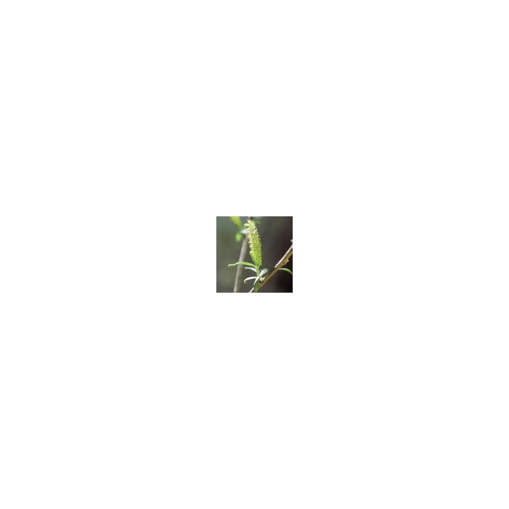 Essence simple du désert d'Arizona - Saule d'Arroyo (Salix lasiolepsis) 10 ml