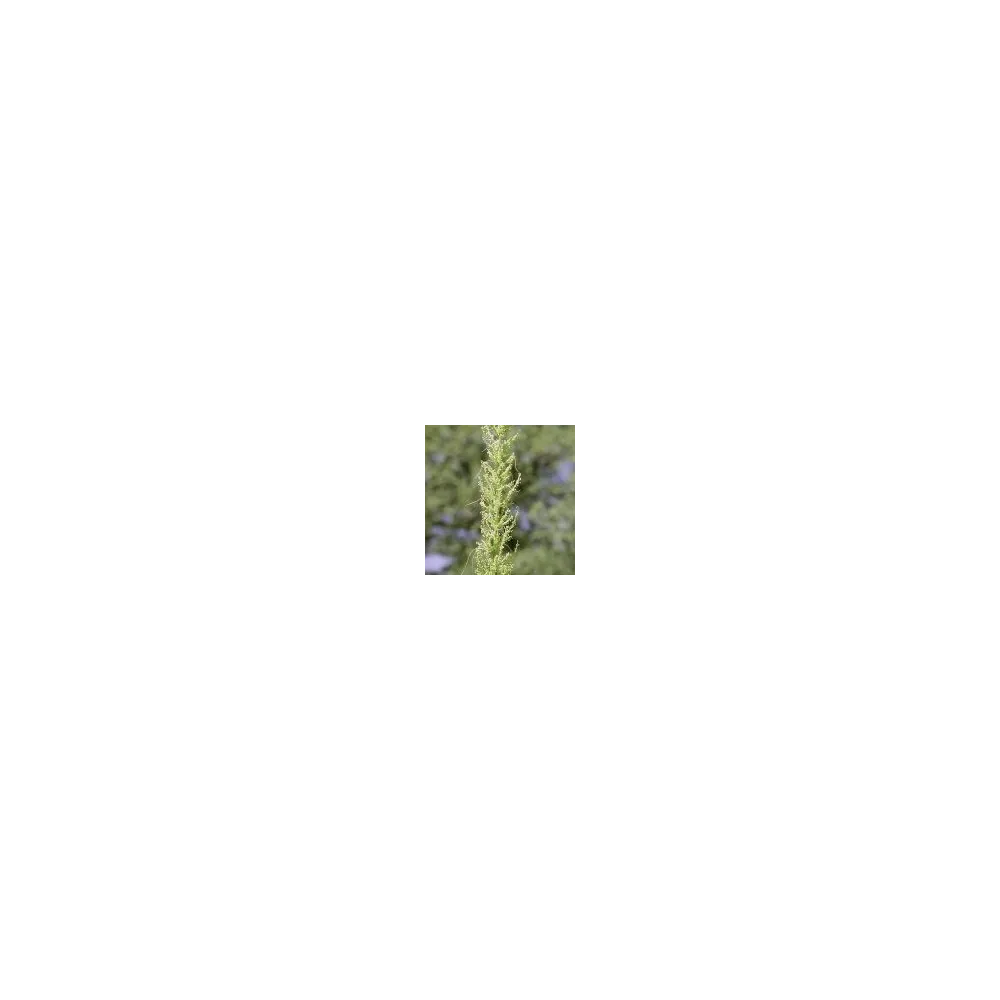 Essence simple du désert d'Arizona - Nolina microcarpa (herbe à ours) 10 ml