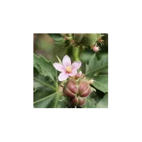 Essence simple du désert...