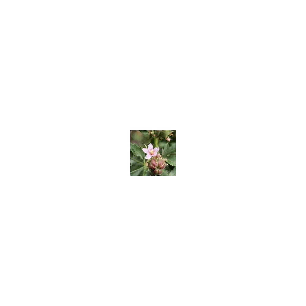 Essence simple du désert d'Arizona - Jatropha à grandes racines (Jatropha macrorhiza) 10 ml