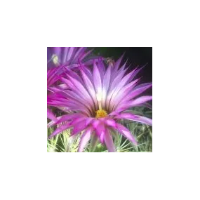 Essence simple du désert...