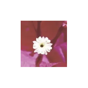 Arizona Desert Single...