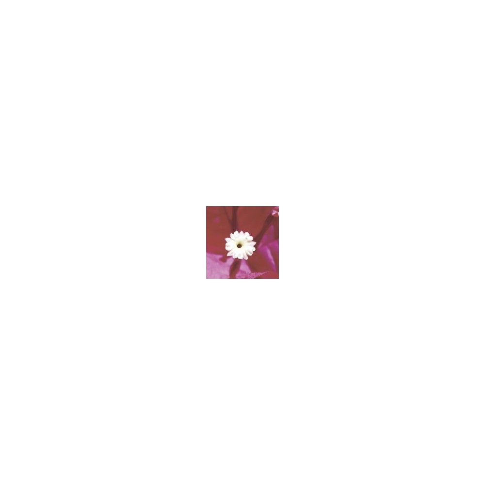 Essence unique du désert d'Arizona - Bougainvilla (Bouganvillaea) 10 ml