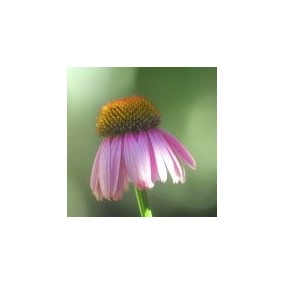 Esencia única del desierto de Arizona - Estrella brillante (Echinacea purpurea) 10 ml