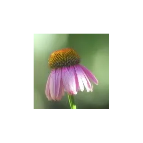 Essence simple du désert...