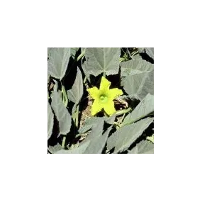 Essence unique du désert d'Arizona - Gourde de buffle (Cucurbita foetidissima) 10 ml