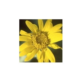 Arizona Desert Single Essence - Camphorweed (Heterotheca subaxillaris) 10 ml