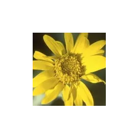 Essenza Singola del Deserto dell'Arizona - Camphorweed (Heterotheca subaxillaris) 10 ml