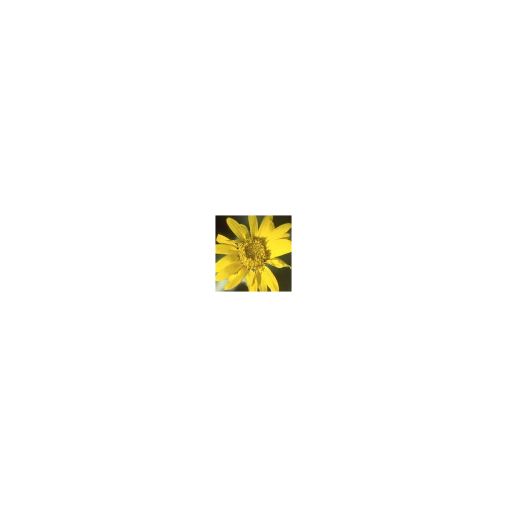 Essence simple du désert d'Arizona - Camphre (Heterotheca subaxillaris) 10 ml