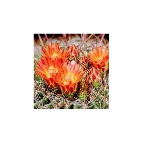 Esencia única del Desierto de Arizona - Cactus de barril de caramelo (Ferocactus wislizenii) 10 ml