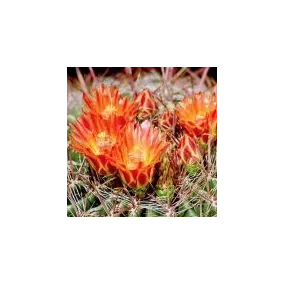 Essence unique du désert...