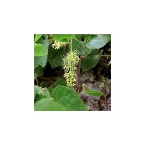 Esencia única del desierto de Arizona - Canyon Grapevine (Vitis arizonica) 10 ml