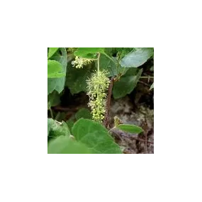 Essence simple du désert...