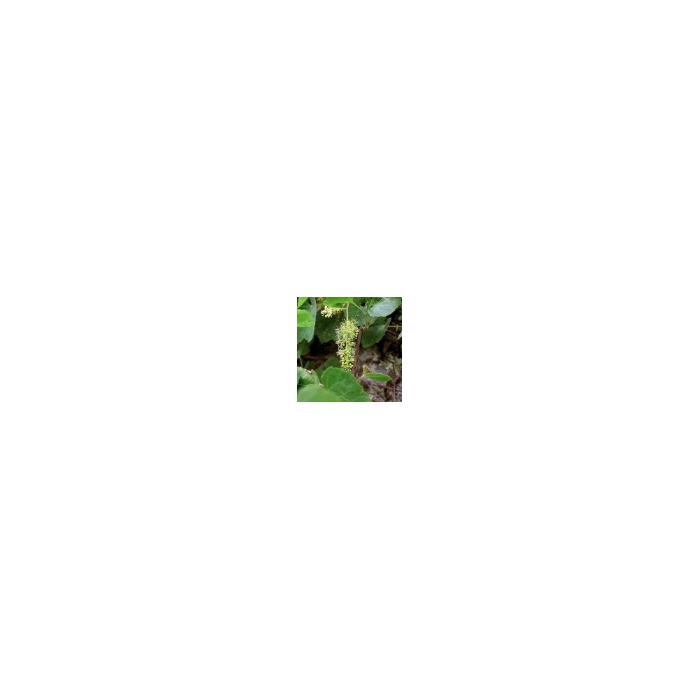 Arizona Desert Single Essence - Canyon Grapevine (Vitis arizonica) 10 ml