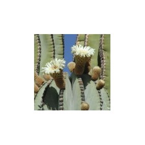 Esencia única del Desierto de Arizona - Cactus Cardón (Pachycereus pringlei) 10 ml