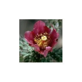 Arizona Desert Single...