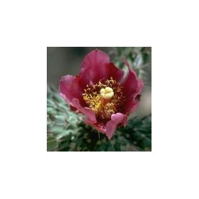 Arizona Desert Single Essence - Chien Cholla Cactus (Cylindropuntia spinosior) 10 ml