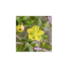 Esencia única del desierto de Arizona - Arbusto de creosota (Chaparral) (Larrea tridentata) 10 ml