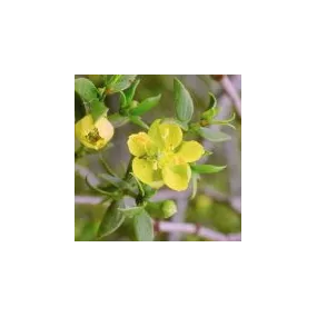 Essence simple du désert...