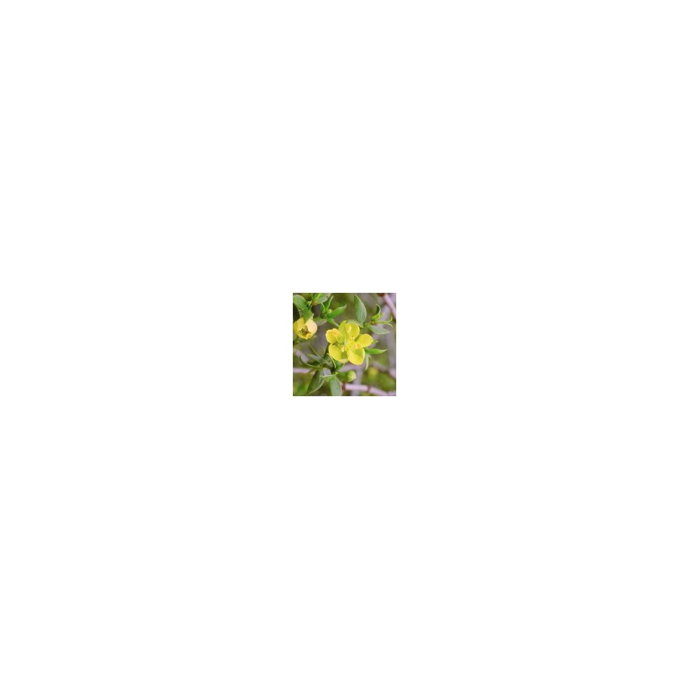 Arizona Desert Single Essence - Creosote Bush (Chaparral) (Larrea tridentata) 10 ml
