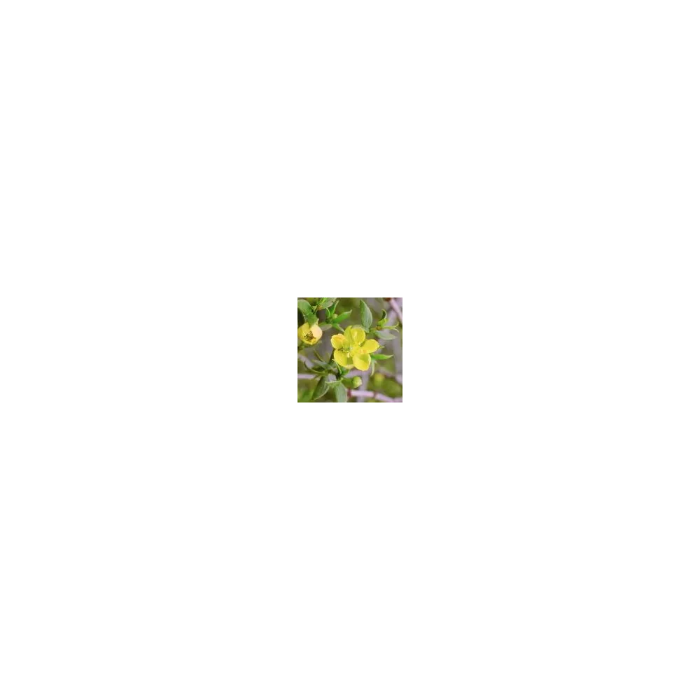Essence simple du désert d'Arizona - Créosote (Chaparral) (Larrea tridentata) 10 ml