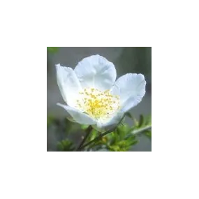 Essence simple du désert...