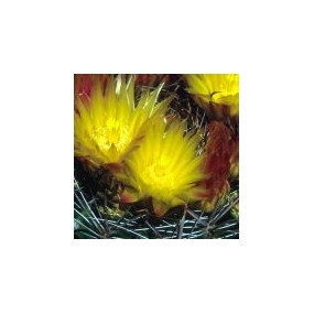 Esencia única del Desierto de Arizona - Cactus de barril de brújula (Ferocactus acanthodes) 10 ml