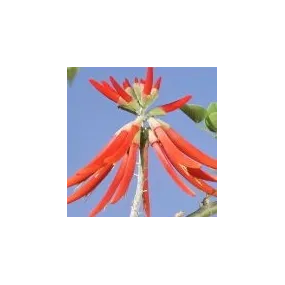 Essence simple du désert...