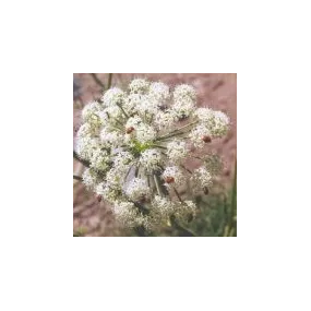 Essence simple du désert...