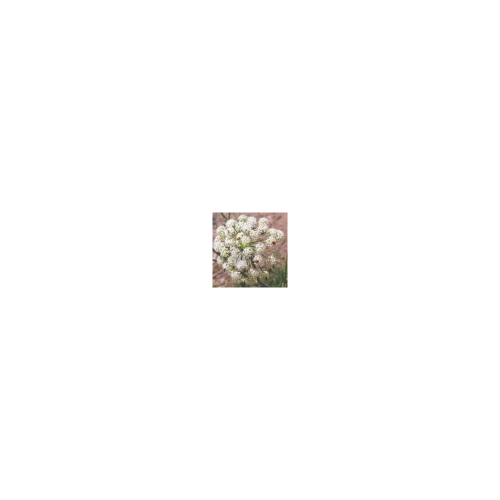 Essence simple du désert d'Arizona - Panais des vaches (Heracleum lanatum) 10 ml
