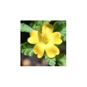 Essence simple du désert...