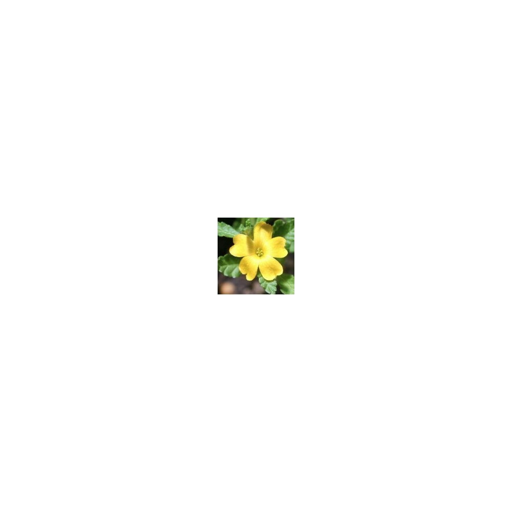 Arizona Desert Single Essence - Damiana (Turnera difficile) 10 ml